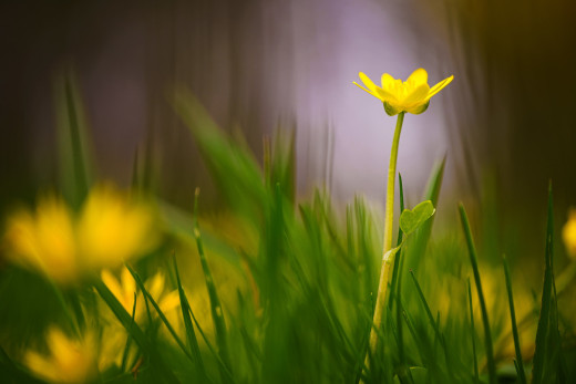 �1756608 �������(a): ����������:2048x1365